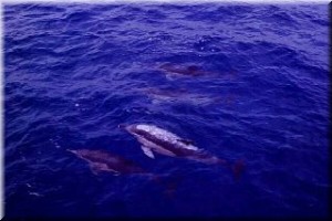Azorerna delfiner