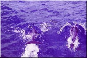 Azorerna delfiner som hoppar och leker