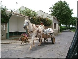 Azorerna 2001, Globetrottern Häst och vagn