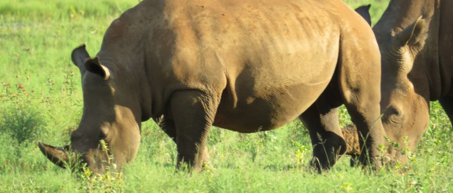 Noshörning - det finns 2 typer Black rhino och white rhino
