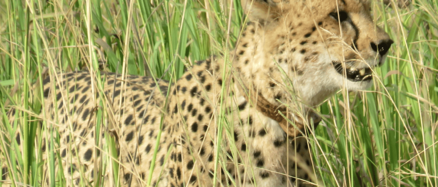 Efter mycket sökande hittade vi till slut de vackra men mycket skygga geparderna - två st i det höga gräset